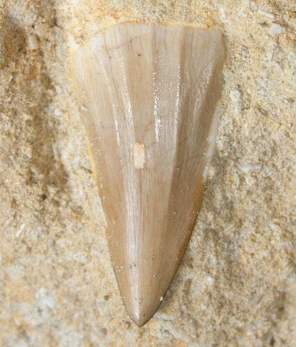 Fossil Mosasaurus Tooth In Matrix #14261